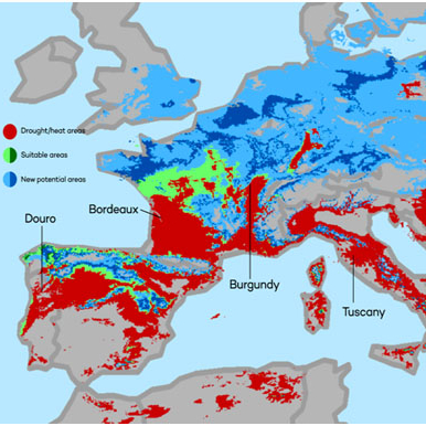 Klimaatverandering en de toekomst van wijnbouw in Europa