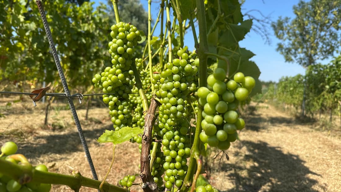 Groene druiventrossen aan de stok, met verdroogd gras tussen de rijen