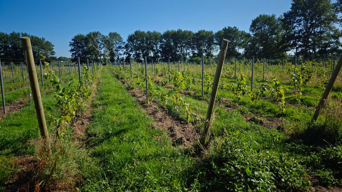 Recordhitte in juni: 39,4 graden en code rood